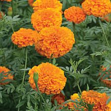 marigold flowers - Google Search