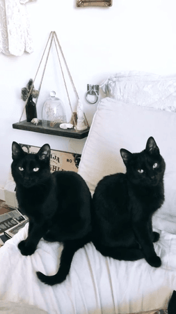 315903-Twin-Black-Cats.png (540×960)