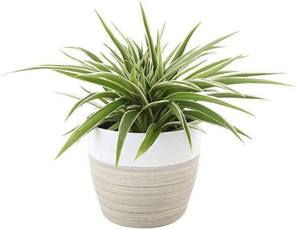 Amazon.com: Costa Farms Chlorophytum comosum Spider Live Indoor Plant, 10-Inches Tall, Ships in White-Natural Décor Planter: Garden & Outdoor