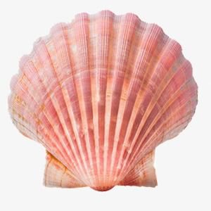 pink shell png filler