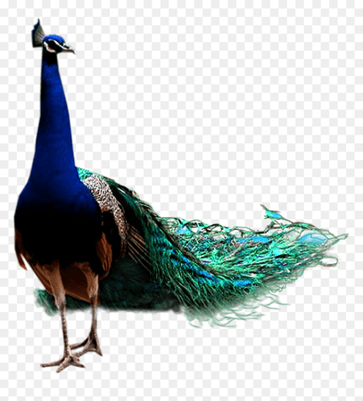 peacock png - Google Search