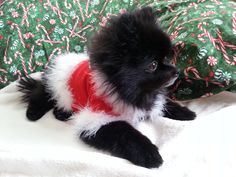 Black Pomeranian Belle ♥ Christmas 2014