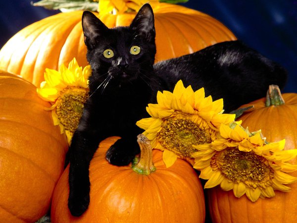 10 Black Cat Facts Everyone Needs To Know
