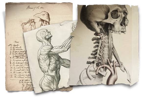 anatomy pages
