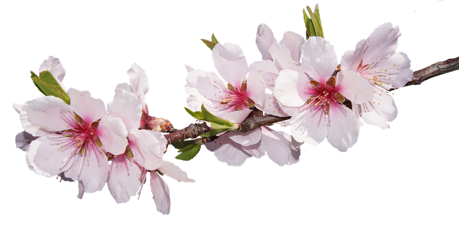 Blossom Bloom Almond · Free photo on Pixabay