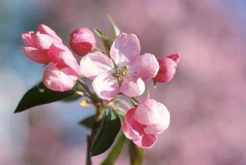 apple blossom idunn aesthetic