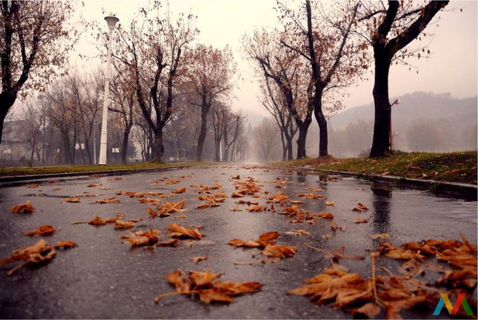 Rainy Autumn Day