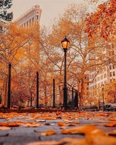 340 Best Fall Photography ideas | fall, autumn beauty, autumn aesthetic