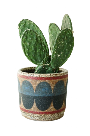 @darkcalista cactus plant png