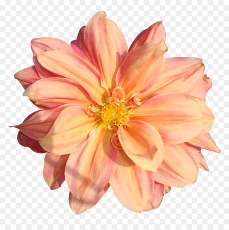 453-4531057_peach-flower-clipart-real-flower-real-flowers-png.png (860×861)