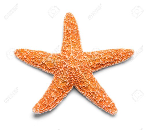orange starfish - Google Search