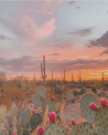 Arizona Phoenix