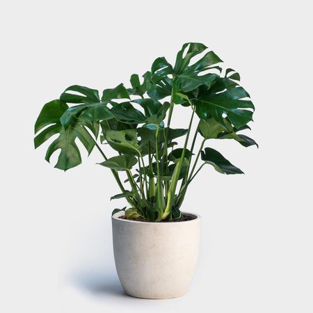 Greenery Unlimited | 10" Monstera Deliciosa | Potted Plants Delivered to NYC