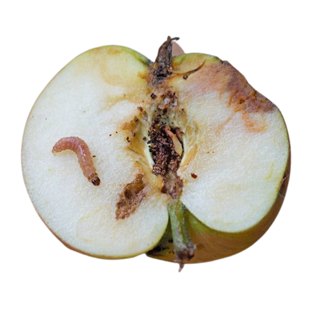 worms in apple