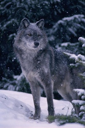 wolf aesthetic