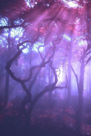 tree, forest, and purple image | Purrl | Purple aesthetic, Purple