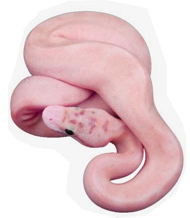 pink ball python