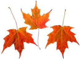 leaves - Google Search