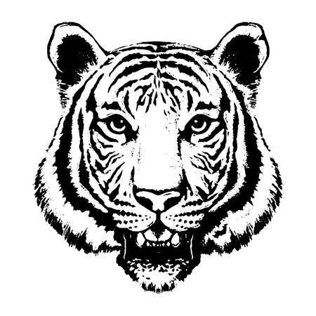 tiger face print sketch