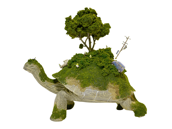 Turtle by Maico Akiba (Japanese)