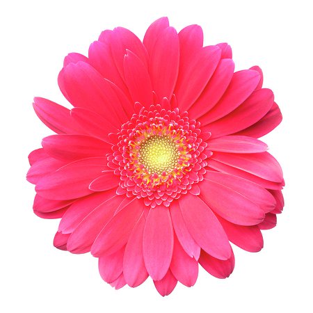 Pink Gerbera Daisy Isolated On White Photograph by Jill Fromer
