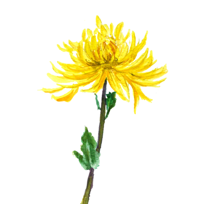one yellow chrysanthemum Art Print by Color and Color | Society6