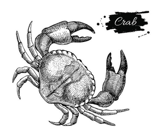 355 Drawing Of A Cancer Crab Horoscope Sign Zodiac Illustrations & Clip Art - iStock