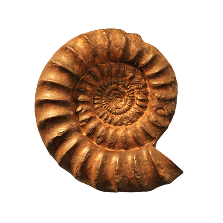 fossil png – Google Sök