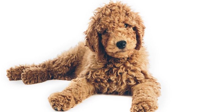 Goldendoodle Puppies For Sale • Adopt Your Puppy Today • Infinity Pups