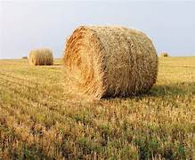 bale of hay - Yahoo Image Search Results