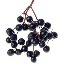 elderberry fruit - Google Search