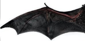 Realistic Bat Wings
