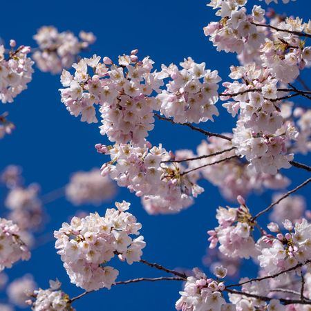 Cherry Blossoms in Washington, D.C., Are Peaking Earlier Than Usual - WSJ