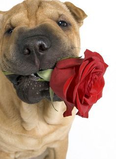 Dog With Rose