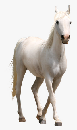 White Horse Png- - Real White Horse Png, Transparent Png , Transparent Png Image - PNGitem
