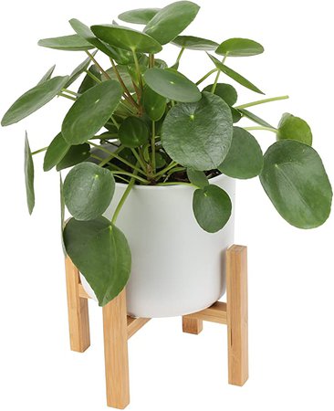 Amazon.com : Costa Farms Chinese Money Plant, Pilea Peperomioides, Sharing Indoor Plant, Mid Century Planter and Plant Stand, White, 14-Inches Tall : Garden & Outdoor