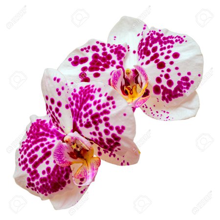 spotted orchid flower - Google Search