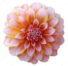 light pink and yellow flowers - Google Search