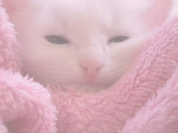 cat aesthetic pink