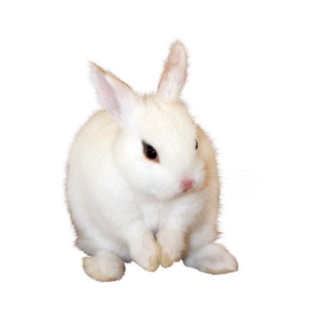 small white rabbit