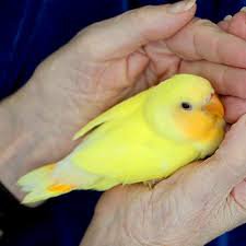 yellow lovebird tumblr photo - Google Search