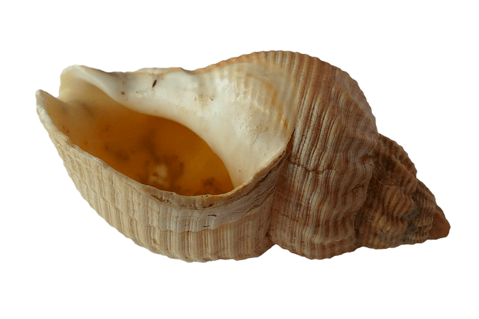 seashells no backgroumd - Google Search