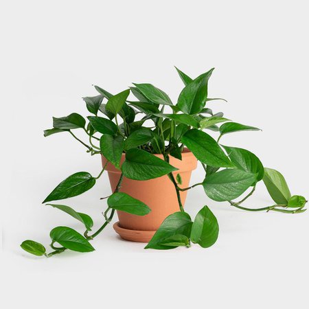 Greenery Unlimited | 6" Jade Pothos | Shop More Indoor Plants
