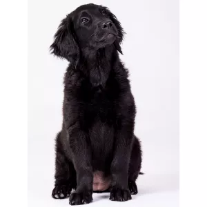 black dog png - Google Search