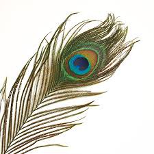 peacock feather - Google Search