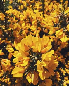Yellow Flowers - Pinterest