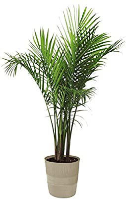 Amazon.com : Costa Farms Majesty Palm Tree, Live Indoor Plant, 3 to 4-Feet Tall, Ships with Décor Planter, Fresh From Our Farm, Excellent Gift or Home Décor : Garden & Outdoor