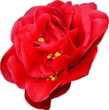 red camellia png - Google Search