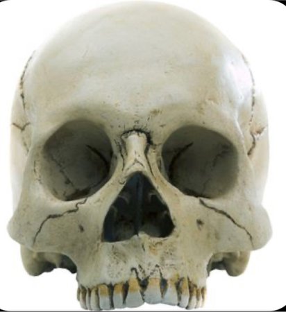 Skull (Human)