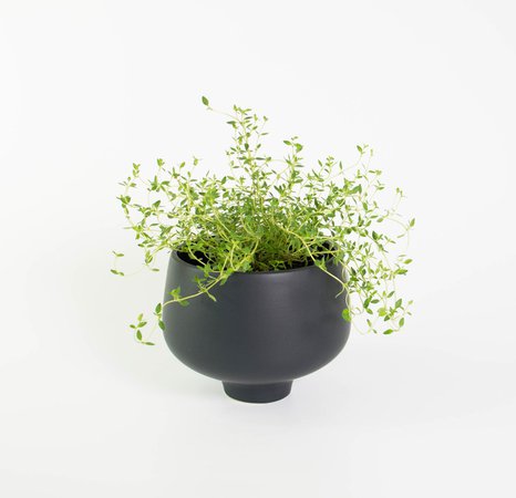 thyme pot plant